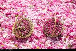 عربستان گل محمدی ایران را به نام خود ثبت جهانی کرد

