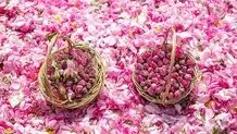عربستان گل محمدی ایران را به نام خود ثبت جهانی کرد

