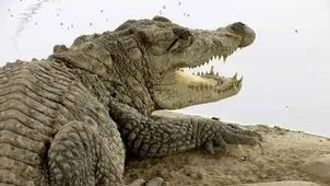 هشدار درباره سیلابی شدن رودخانه های سیستان و بلوچستان/ احتمال خروج گاندوها از برکه‌ها در پی بارندگی 