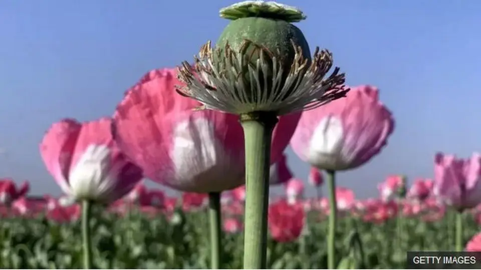کشت خشخاش در ایران به کجا رسید؟