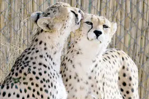احیای پروژه حفاظت از یوزپلنگ آسیایی بعد از ۶ سال