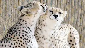 احیای پروژه حفاظت از یوزپلنگ آسیایی بعد از ۶ سال