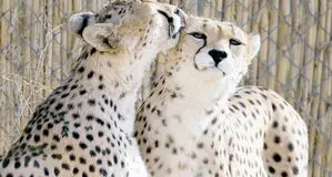 احیای پروژه حفاظت از یوزپلنگ آسیایی بعد از ۶ سال