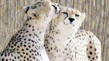 دعوای انحلال
