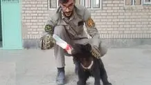 محیط زیست: انتقال نیکا و نیما دو توله خرس کشف شده از قاچاقچیان به تهران

