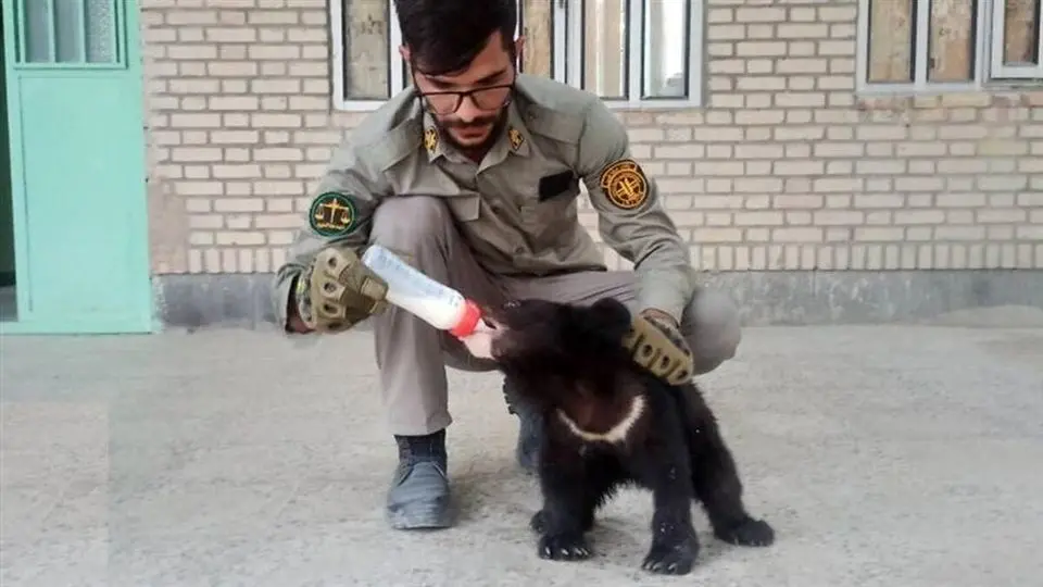 محیط زیست: انتقال نیکا و نیما دو توله خرس کشف شده از قاچاقچیان به تهران

