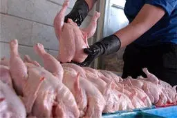 محکومیت ۵۳ هزار میلیارد تومانی مرغداران به‌دلیل تخلف عرضه خارج از شبکه