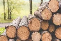 توقیف خودروی حامل چوب قاچاق در کردکوی
