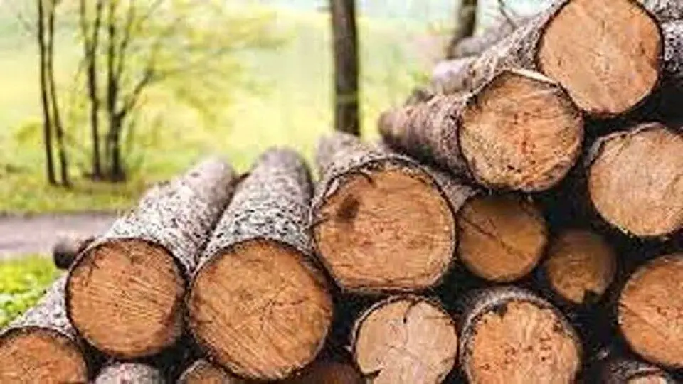 توقیف خودروی حامل چوب قاچاق در کردکوی
