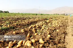 رفع ممنوعیت صادرات سیب زمینی پس از پایان دوره ۲ ماهه
