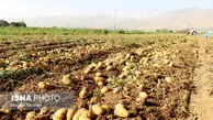 رفع ممنوعیت صادرات سیب زمینی پس از پایان دوره ۲ ماهه
