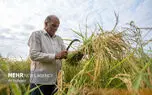 تصاویر زیبا از برداشت برنج ایرانی