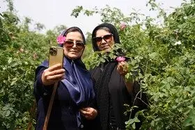 برداشت گل محمدی در روستای اله رودبار بابل