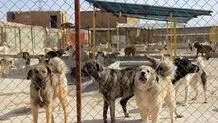 حیواناتی که در فکر ما کشته می‌شوند