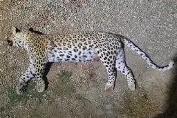 لاشه یک پلنگ دیگر در طارم سفلی پیدا شد