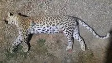 لاشه یک پلنگ دیگر در طارم سفلی پیدا شد