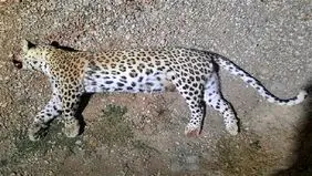 لاشه یک پلنگ دیگر در طارم سفلی پیدا شد