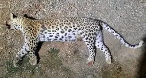 لاشه یک پلنگ دیگر در طارم سفلی پیدا شد