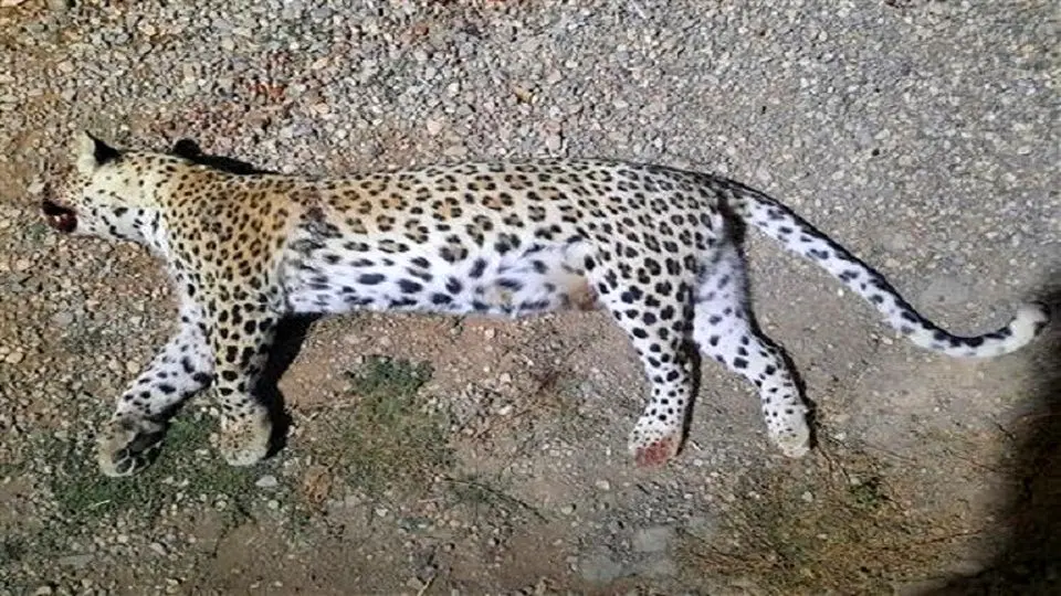 لاشه یک پلنگ دیگر در طارم سفلی پیدا شد