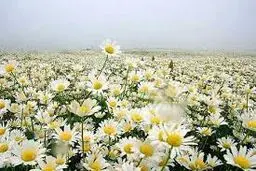 صحنه‌های دیدنی از برداشت بابونه در اصفهان+ عکس
