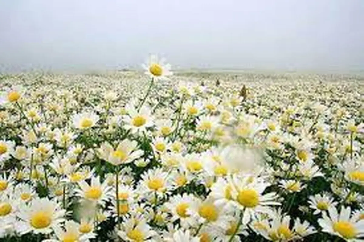 صحنه‌های دیدنی از برداشت بابونه در اصفهان+ عکس