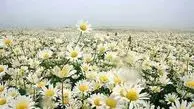 صحنه‌های دیدنی از برداشت بابونه در اصفهان+ عکس
