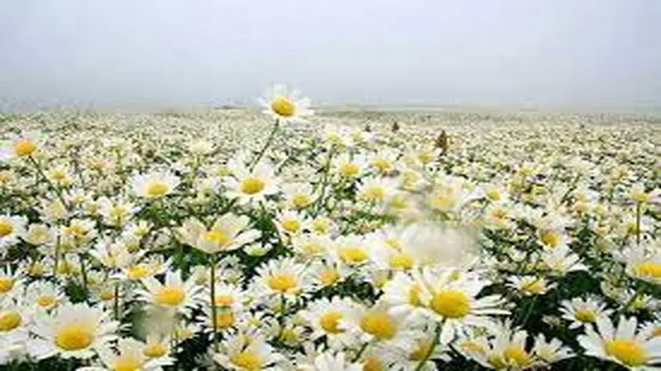 صحنههای دیدنی از برداشت بابونه در اصفهان+ عکس
