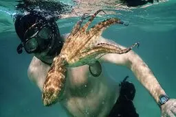  دوستی غواص ماجراجو با اختاپوس 