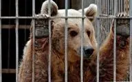 وضعیت فاجعه‌ بار یک خرس در باغ وحش/ ویدئو

