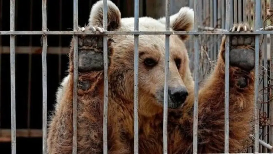 وضعیت فاجعه‌ بار یک خرس در باغ وحش/ ویدئو

