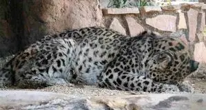 آخرین وضعیت پلنگ باغ‌وحش ‎مشهد
