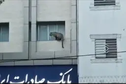 پلنگ سرگردان در قائم شهر تلف شد