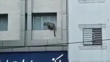 پلنگ سرگردان در قائم شهر تلف شد