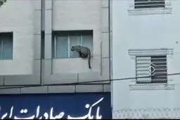 پلنگ سرگردان در قائم شهر تلف شد