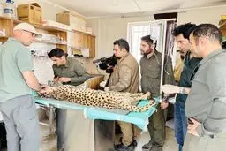عذابهایی که فیروز و ایران در هنگام معاینه کشیدند/  چه بر سر یوزپلنگها   آمد+ جزییات 
