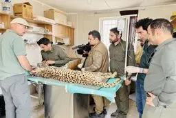 عذابهایی که فیروز و ایران در هنگام معاینه کشیدند/  چه بر سر یوزپلنگها   آمد+ جزییات 