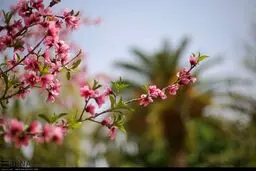 شکوفه درختان بادام در یزد+ فیلم