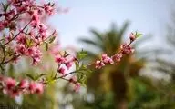 پیش‌بینی هوای قم؛ پنج‌شنبه ۷ فروردین ۱۴۰۴