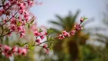 پیش‌بینی هوای قم؛ پنج‌شنبه ۷ فروردین ۱۴۰۴