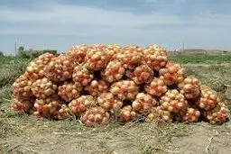 کف قیمت پیاز در میوه‌فروشی‌ها ۳۵ هزار تومان است / در اسفندماه پیاز ۱۰ هزار تومان بود
