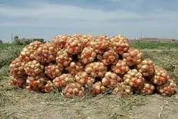 کف قیمت پیاز در میوه‌فروشی‌ها ۳۵ هزار تومان است / در اسفندماه پیاز ۱۰ هزار تومان بود

