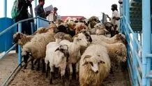  قیمت دام زنده در ماه محرم اعلام شد

