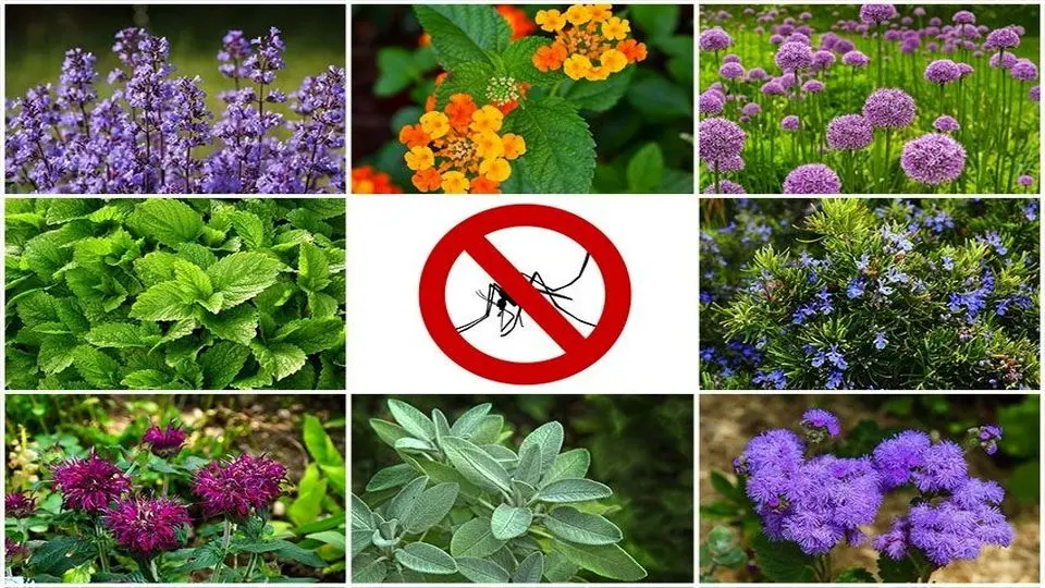 بهترین گیاهان و عصارههای گیاهی برای دفع پشهها