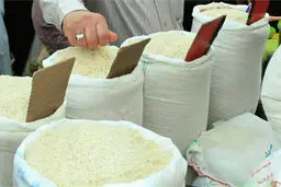 قیمت برنج در بازار کاهش می‌یابد