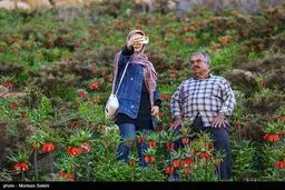جلفا در آغوش شکوفه‌ها+ویدئو