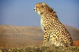 «ایران» باردار نیست