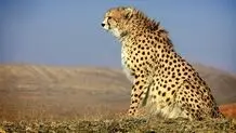 «ایران» باردار نیست