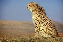 «ایران» باردار نیست