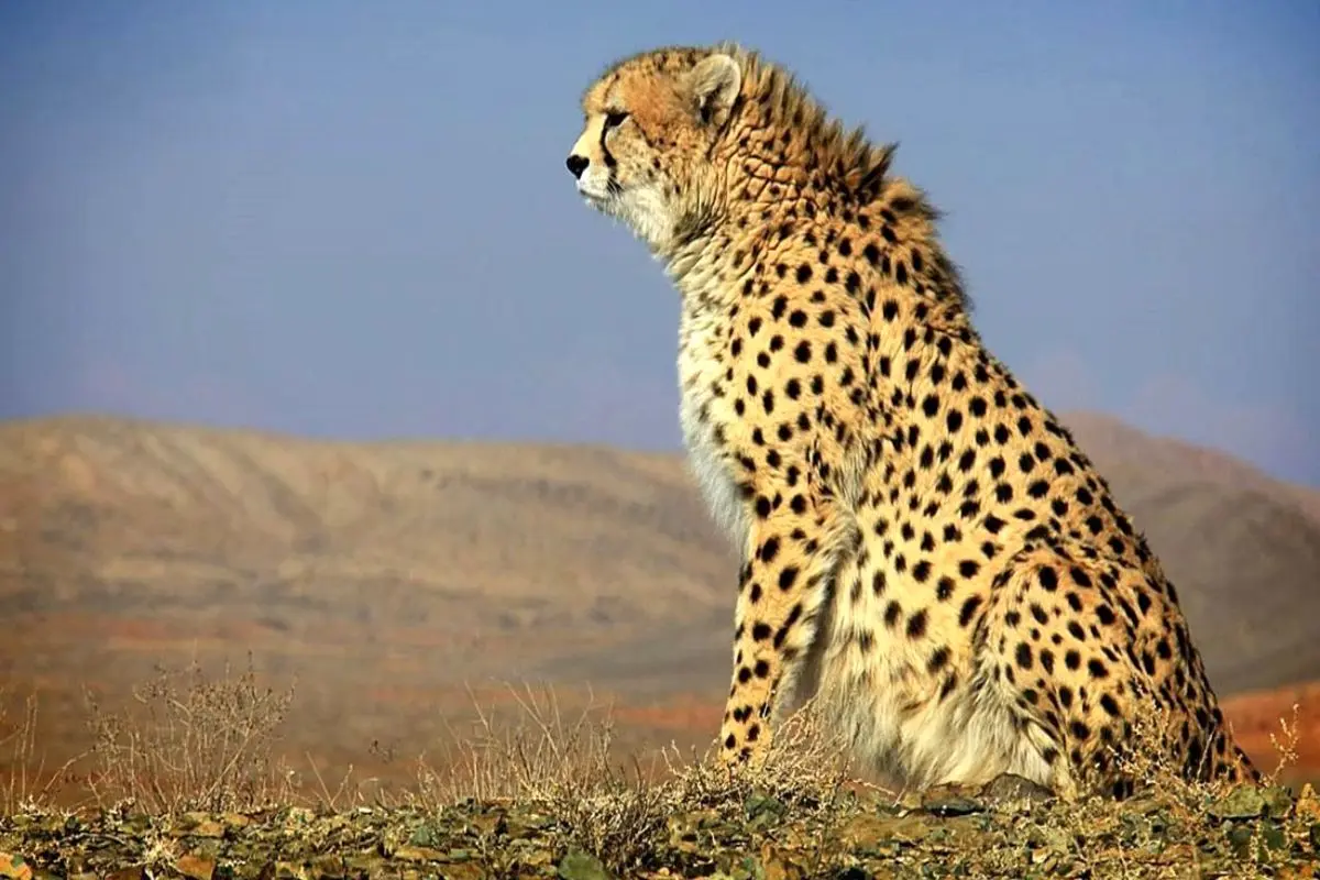 «ایران» باردار نیست