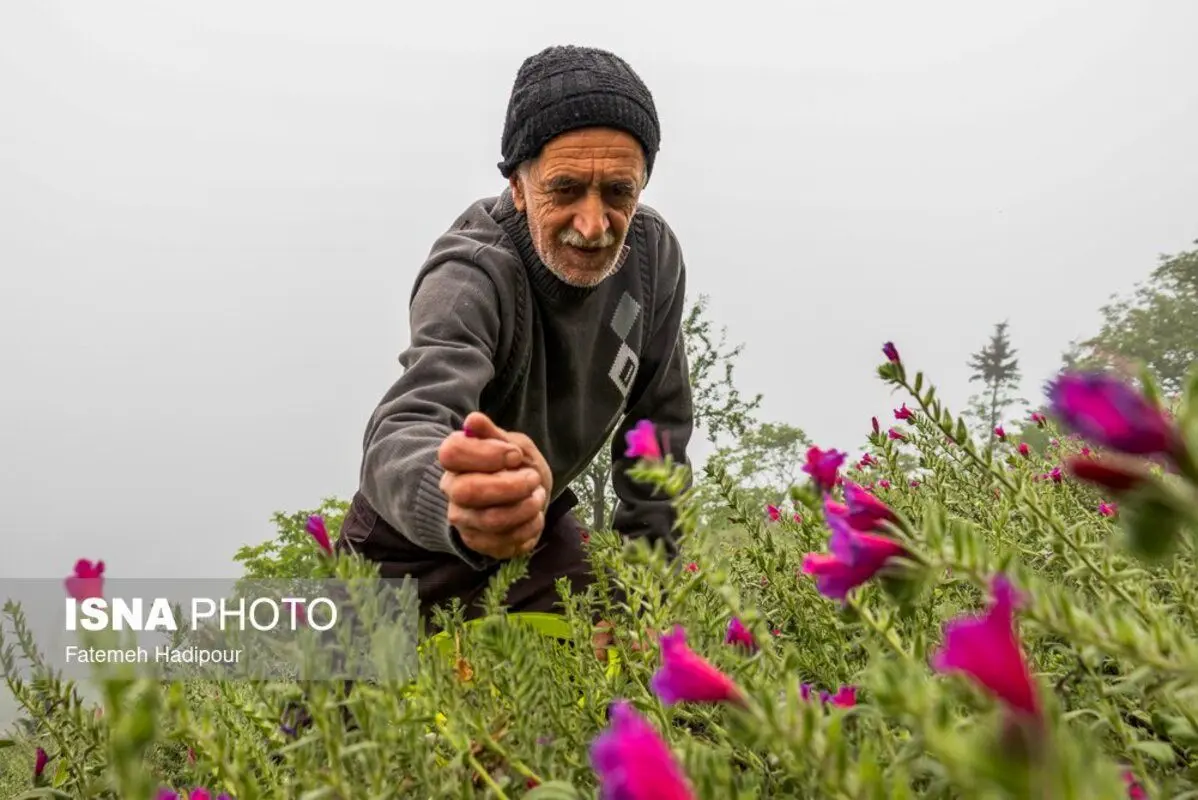 برداشت گل‌گاوزبان در روستای آغوزبن کندسر